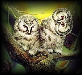 Owl4.jpg (24500 bytes)